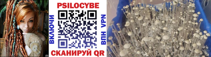 где купить   мега ССЫЛКА  Галлюциногенные грибы Cubensis  Стрежевой 
